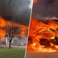 Stall in Flammen: Sechs Schweine qualvoll verendet